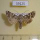 59125p Noctuidae Hadena strouhali Kazakhstan $8