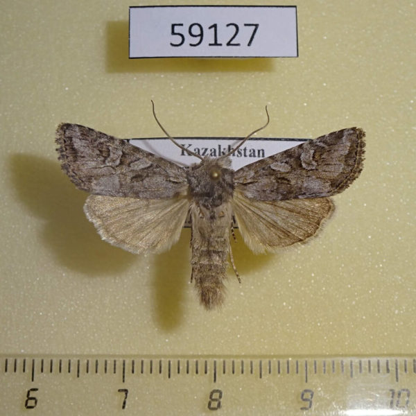 Noctuidae Lasionycta proxima Kazakhstan
