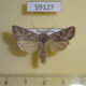 59127p Noctuidae Lasionycta proxima Kazakhstan $5
