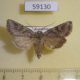 59130p Noctuidae Lasionycta orientalis f Kazakhstan $6
