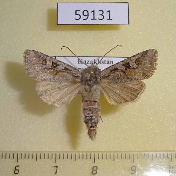 Noctuidae Lasionycta orientalis Kazakhstan