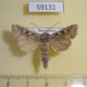 59131p Noctuidae Lasionycta orientalis Kazakhstan $5