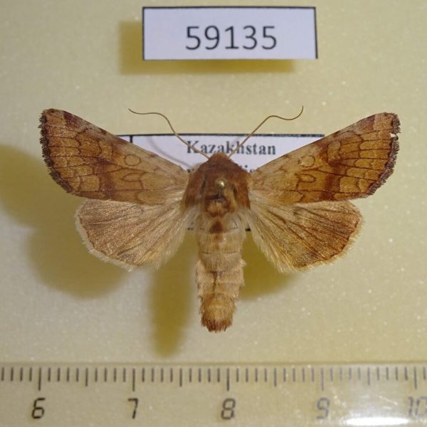 Noctuidae Sideridis lampra Kazakhstan