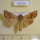 59135p Noctuidae Sideridis lampra Kazakhstan $7