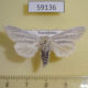 59136p Noctuidae Simyra nervosa Kazakhstan $7