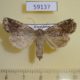 59137p Noctuidae Apterogenum ypsillon Kazakhstan $6