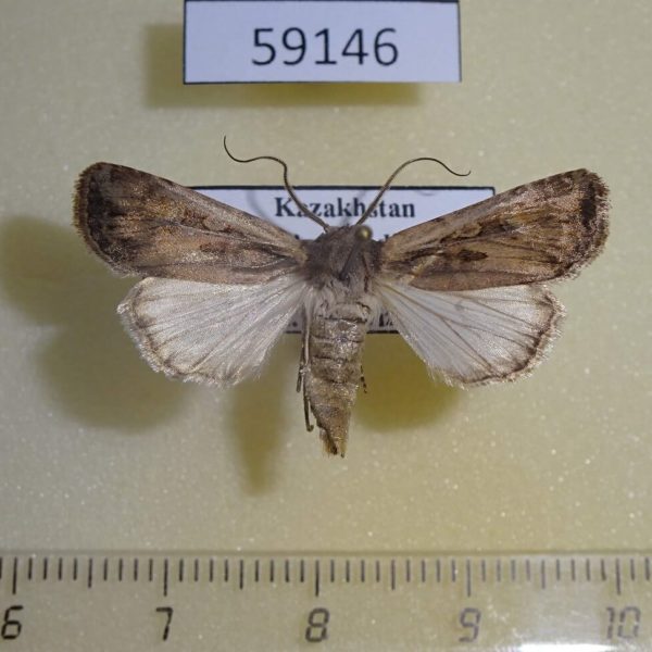 Noctuidae Euxoa temera Kazakstan