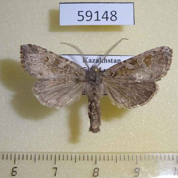 Noctuidae Ctenoceratoda arschanica Kazakhstan