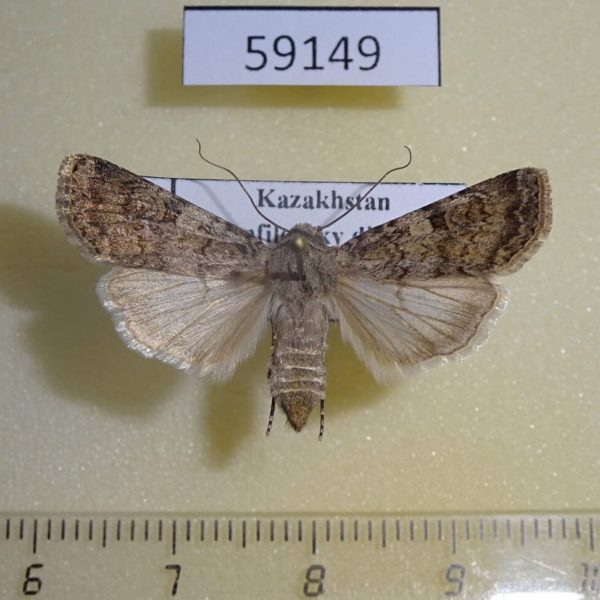 Noctuidae Euxoa mustelina f Kazakhstan
