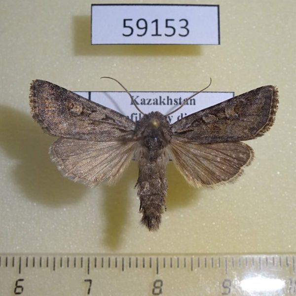 Noctuidae Lasionycta orientalis Kazakhstan