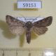 59153p Noctuidae Lasionycta orientalis Kazakhstan $5