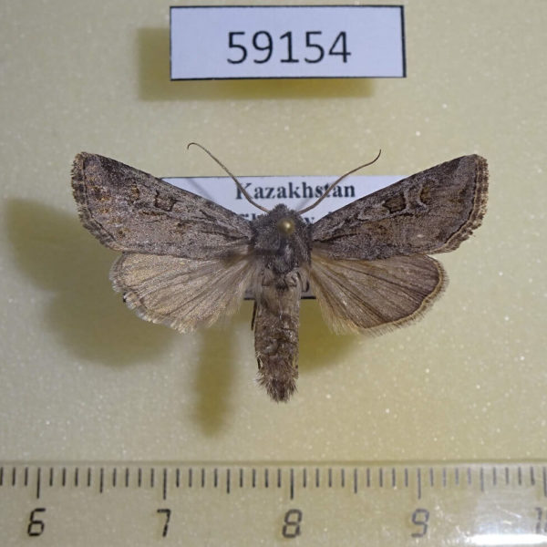 Noctuidae Lasionycta orientalis Kazakhstan