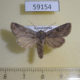59154p Noctuidae Lasionycta orientalis Kazakhstan $5