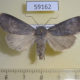 59162p Noctuidae Trichosilia plumbea f Kazakhstan $8