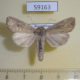 59163p Noctuidae Mythimna obsoleta Kazakhstan $7