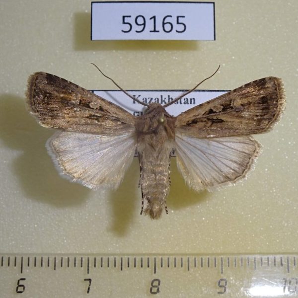 Noctuidae Euxoa temera Kazakstan
