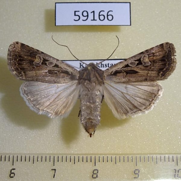 Noctuidae Euxoa temera f Kazakstan