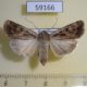 59166p Noctuidae Euxoa temera f Kazakstan $7