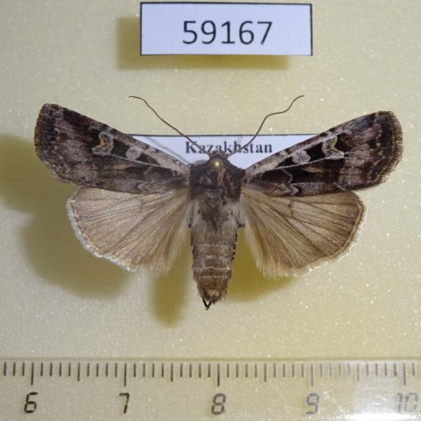 Noctuidae Euxoa ochrogaster Kazakhstan