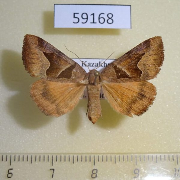 Noctuidae Gonospilea minuta f Kazakhstan