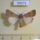 59171p Noctuidae Hoplodrina ambigua Kazakhstan $7