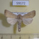 59172p Noctuidae Mythimna obsoleta Kazakhstan $7