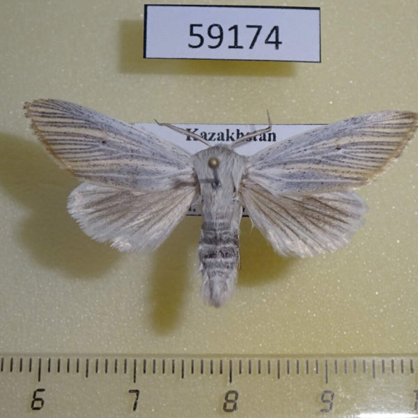 Noctuidae Simyra nervosa Kazakhstan