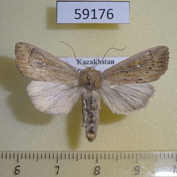 Noctuidae Mythimna obsoleta Kazakhstan