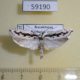 59190p Depressariidae Ethmia pusiella Kazakhstan $6