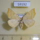 59192p Geometridae Eilicrinia subcordaria Kazakhstan $5