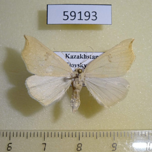 Geometridae Eilicrinia subcordaria Kazakhstan
