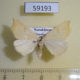 59193p Geometridae Eilicrinia subcordaria Kazakhstan $4