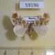 59196p Geometridae Gagitodes sagittata Primorye $7