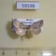 59198p Noctuidae Phyllophila obliterata Primorye $5