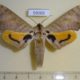 59202p Sphingidae Pseudoclanis postica Uganda $25