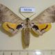 59204p Sphingidae Pseudoclanis postica Uganda $25