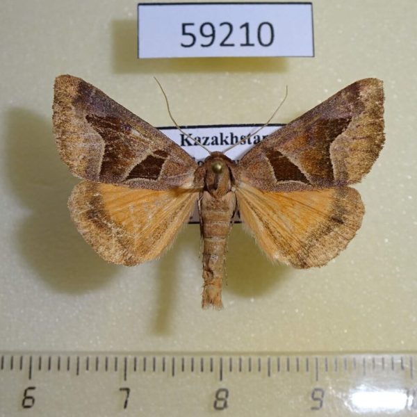 Noctuidae Gonospilea minuta Kazakhstan