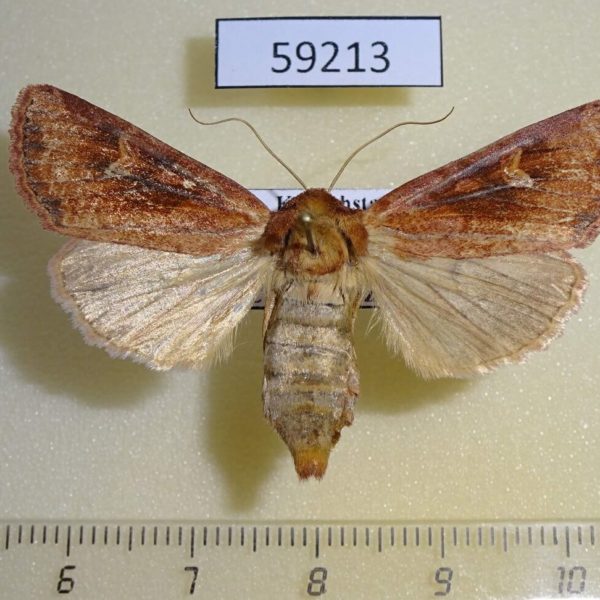 Noctuidae Resapamea hedeni f Kazakhstan