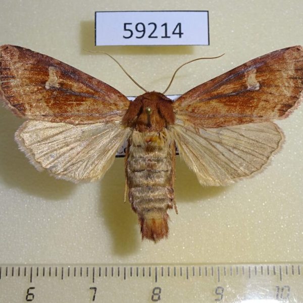 Noctuidae Resapamea hedeni Kazakhstan