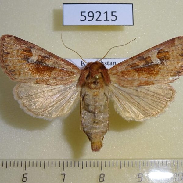 Noctuidae Resapamea hedeni f Kazakhstan