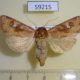 59215p Noctuidae Resapamea hedeni f Kazakhstan $6