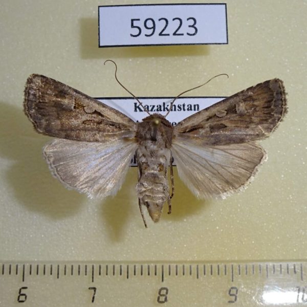 Noctuidae Euxoa temera Kazakstan