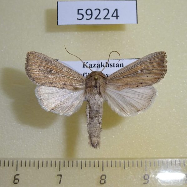 Noctuidae Mythimna obsoleta Kazakhstan
