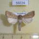 59224p Noctuidae Mythimna obsoleta Kazakhstan $7