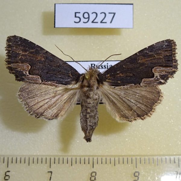 Noctuidae Dypterigia caliginosa Altai reg.