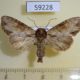 59228p Noctuidae Apamea crenata Altai reg. $5