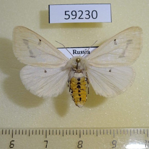 Arctiidae Spilarctia lutea f Altai reg.