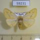 59231p Arctiidae Spilarctia lutea Altai reg. $4