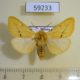 59233p Arctiidae Spilarctia lutea Altai reg. $5