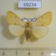 59234p Arctiidae Spilarctia lutea Altai reg. $5